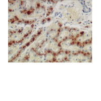 Diagnostic Biosystems